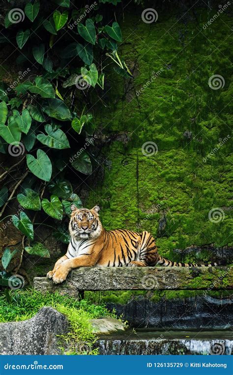 Bengal Tiger in forest stock image. Image of danger - 126135729