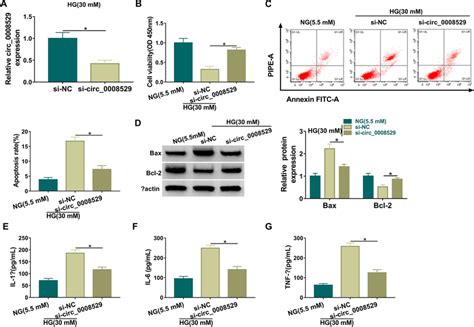 Circ Absence Relieved Hg Induced Hk Cell Apoptosis And