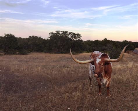 🔥 6 Bevo Background Wallpapersafari