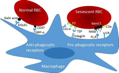 Figure From Of Macrophages And Red Blood Cells A Complex Off