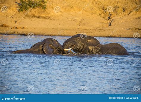 African Elephant Bulls Loxodonta Africana In Water In South Africa S