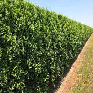 Thuja Occidentalis Smaragd Thuya Du Canada Smaragd