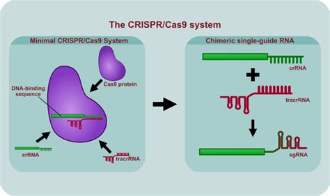 Crispr Cas Series A Compelling Journey From A Primitive Bacterial