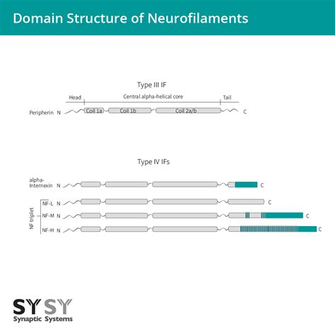 Neurofilaments