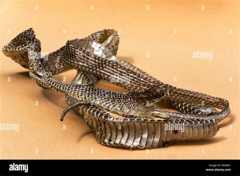 Cast skin of a Western Whip Snake (Columber viridiflavus).The skin ...