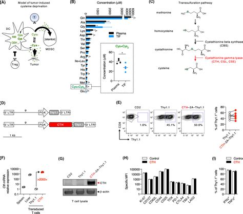 Cystathionine‐gamma‐lyase Overexpression In T Cells Enhances Antitumor