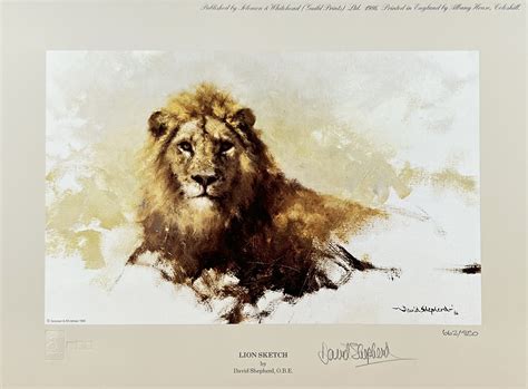 Lion Sketch David Shepherd Wildlife Foundation