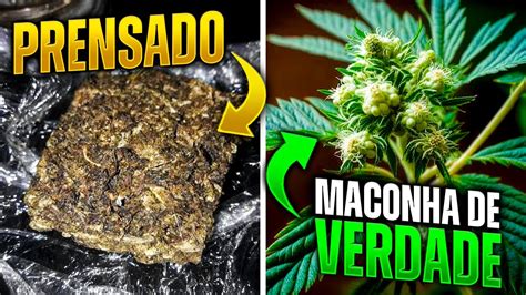 PRENSADO X MACONHA DE QUALIDADE O que é pior Fumar Prensado é pior