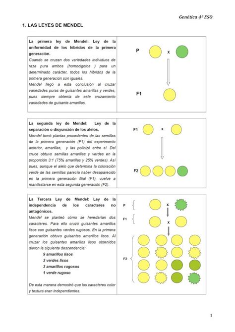 PDF Genética 4º ESO 1 LAS LEYES DE MENDEL PDF fileCONCEPTOS