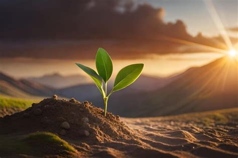 Uma Planta Crescendo Na Areia Ao P R Do Sol Foto Premium