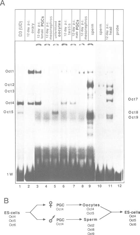 Germline Specific Expression Of Oct Proteins A Radiolabelled 1W