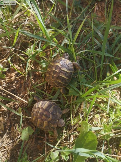 Tortues Terrestres Tortue De Terre Prov Alpes C Te D