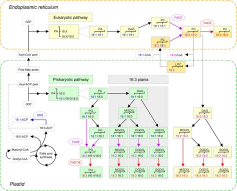 Fatty Acid Synthesis Pathway