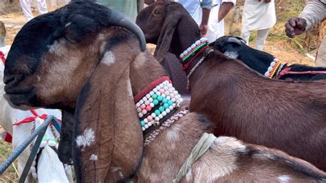 बड़े बकरी बाजार में लगा दी टॉप बकरियों और बच्चो की सेल Farmingbaba