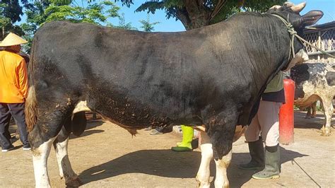 Sapi Hitam Jumbo Tak Laku Di Idul Adha Akhirnya Laku Dipasar Segini