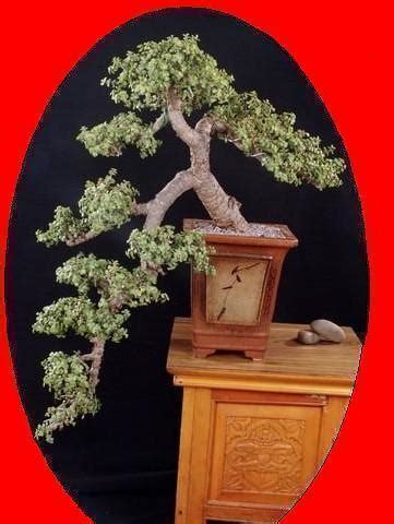 Explore The Beauty Of Bonsai Trees At Amazing Bonsai Trees Blog Bonsai