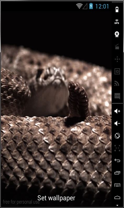 🔥 [50+] Live Snake Wallpapers | WallpaperSafari