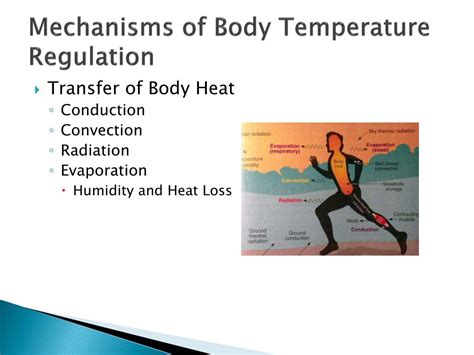 Ppt Thermoregulation Powerpoint Presentation Free Download Id2124333