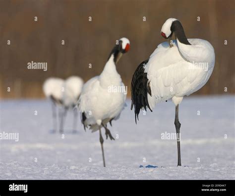 Manchurian Crane Red Crowned Crane Japanese Crane Grus Japonensis