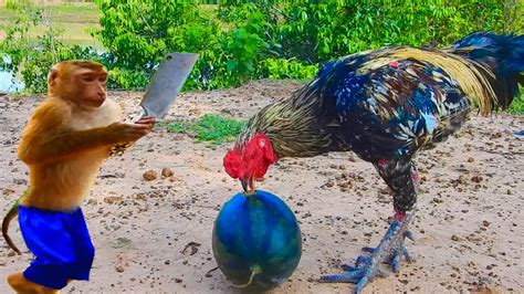 Super Smart Sokyaa Help Toto Breaking Watermelon And Eat Delicious Youtube