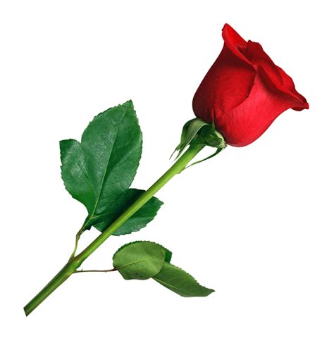 Red Valentines Day Rose Png Clipart Png Mart