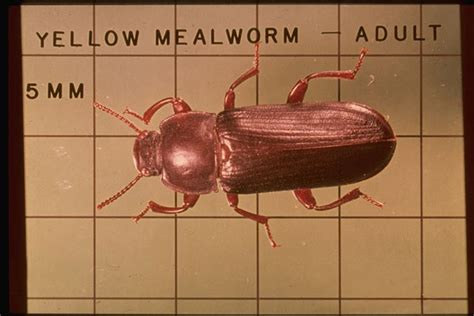 Yellow Mealworm