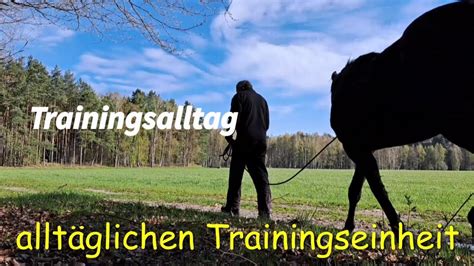 Wanderreitpferdeausbildung Trainingsalltag F R Linetia Youtube