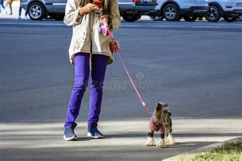 Una Chica Elegante Camina Con Su Perro Yorkshire Terrier En La Calle De