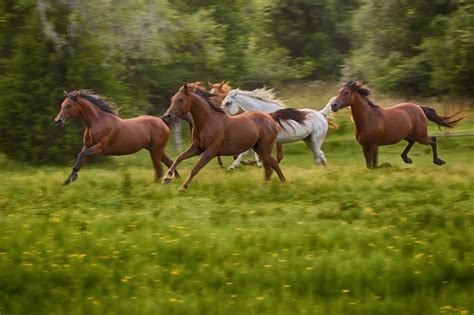 17 Best images about Galloping Horses on Pinterest | White horses, Bay ...