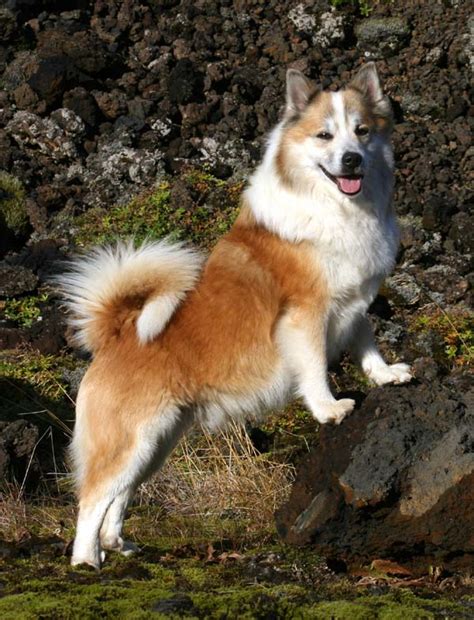 Icelandic Sheepdog Info Temperament Puppies Pictures