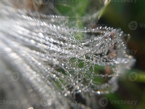 Opened plant seeds for propagation 12831409 Stock Photo at Vecteezy