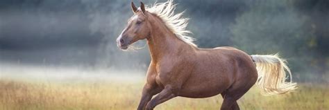 Palomino Horse Colors, Facts, History and More | My Pet Needs That