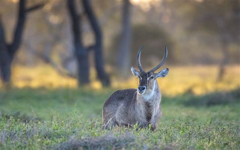 Zambia Safari Experience: Chikunto Safaris | South Luangwa & Wildlife