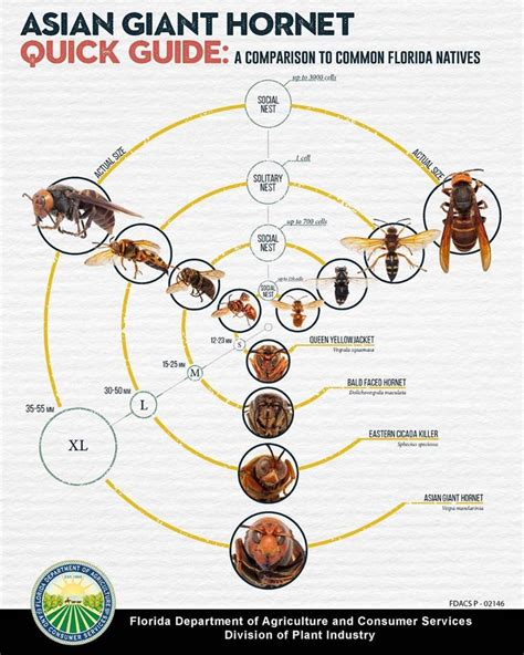 Asian Giant Hornet Size Chart Coommpariison Us Map Asian Giant Hornet Map