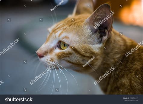 Indian Billi Breed Known Indian Common Stock Photo 1779701495 ...