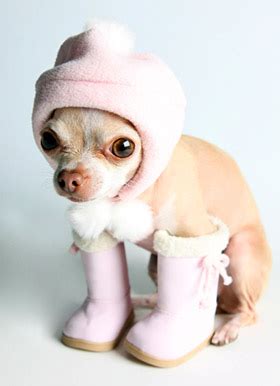 Chihuahua Clothes - News on the latest chihuahua accessories and fashionable small dog clothes!