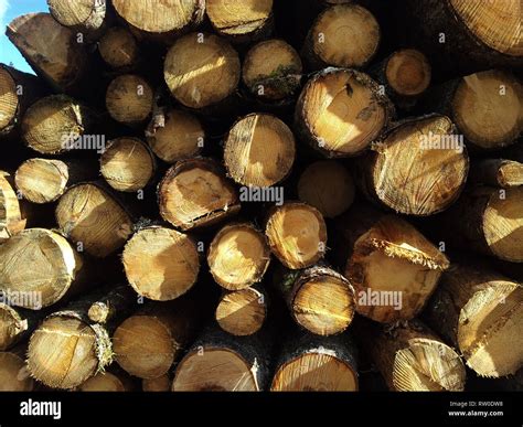 Wooden Logs Stacked Hi Res Stock Photography And Images Alamy