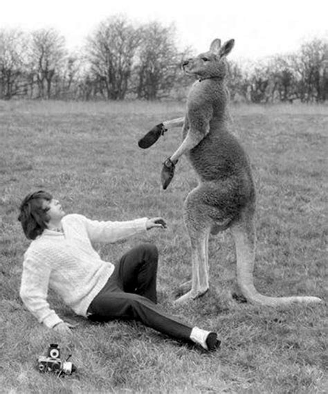 Boxing Kangaroo Hitting a Paparazzi for Trying to Photograph Him ...