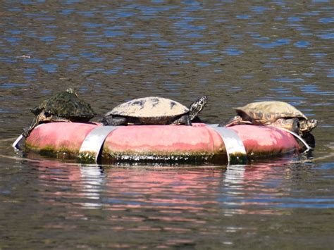 Texas Cooter From San Marcos Tx Usa On January By