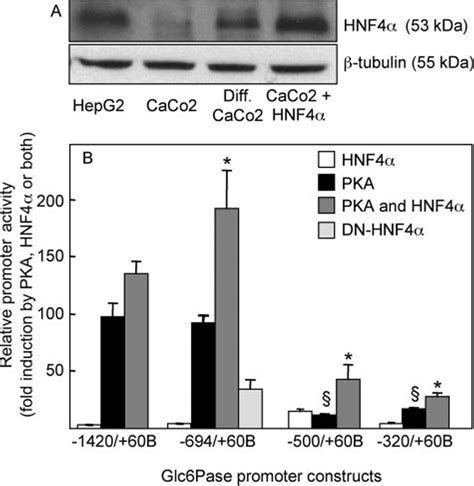 Regulation Of The Glc Pase Promoter Activity By Pka And Hnf A Hnf