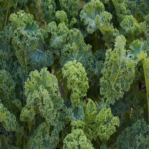 Kale Leaf Brassica Oleracea Seeds Buy Seeds Online At Best Price In India Plantic