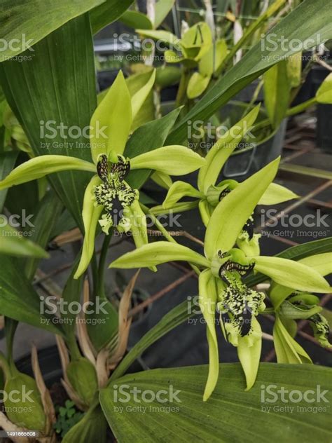 Black Orchid Stock Photo - Download Image Now - Beauty, Black Orchid ...