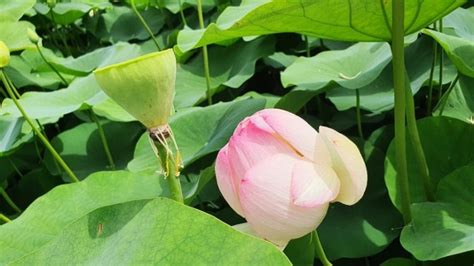 부산 기장 곰내연밭 연꽃피는 시기 네이버 블로그