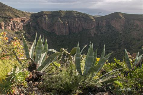 Gran Canaria Un Paisaje Por Descubrir Ruta Borde Caldera Bandama