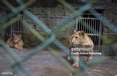 Hybrid Tiger Photos and Premium High Res Pictures - Getty Images