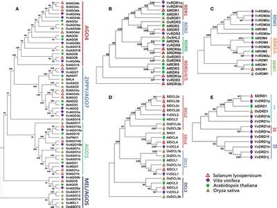 Frontiers Systematic Genome Wide And Expression Analysis Of RNA