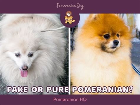 Cómo saber si tu perro es un pomerania de pura raza mipomerania store