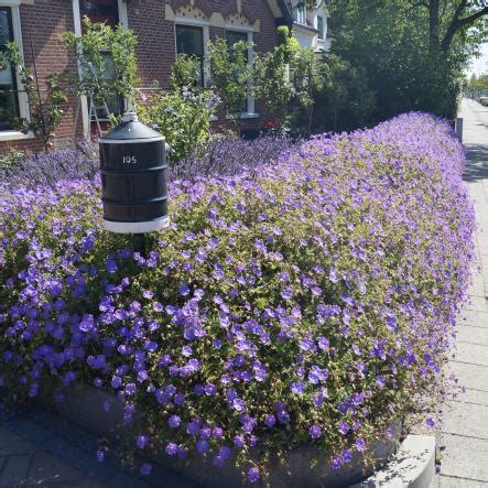 Border Tuin Idee N Tuin Met Borders Vaste Planten Border