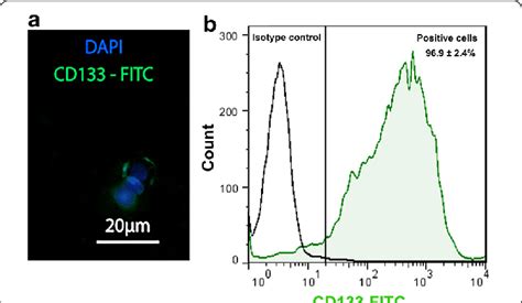 Characterization Of Isolated Cscs By Immunofluorescence And Flow