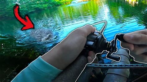 Topwater Fishing For Mega Bass Pond Fishing Youtube